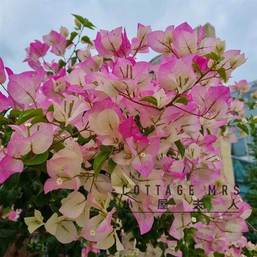 三角梅盆栽带花苗四季开花卉室内阳H台植物四季勤开花爬藤植物