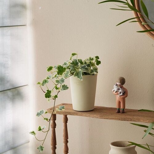 植物私生活 g雪莹常春藤爱心叶出锦ins风阳台垂吊小型植物