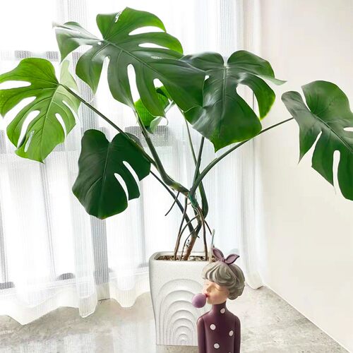 龟背竹大型e室内盆栽植物大老桩粗根大叶绿植好养净化空气四季常