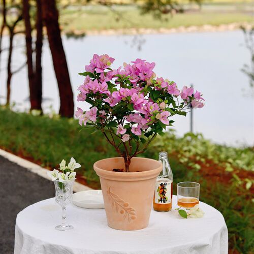 苏太植物 粉可爱三角梅s盆栽爬藤墙花卉绿植 耐寒耐热阳台开花植