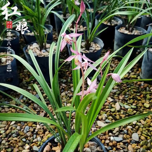 建兰八大红花红娘夏秋季带花苞老种兰F花苗室内喜阴花卉绿植物浓