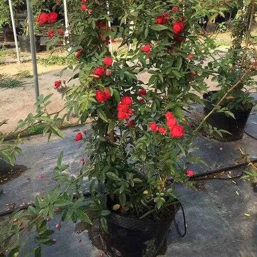 无刺多季红木香花苗爬藤植物多花勤花阳台庭N院盆栽藤本攀援蔷薇