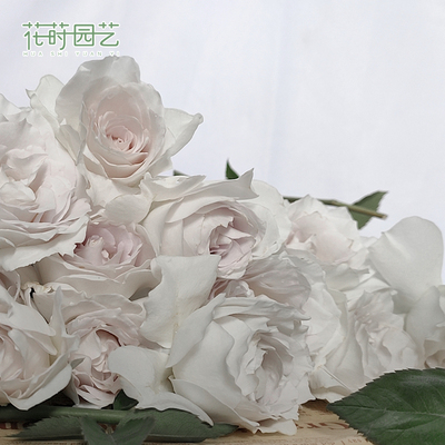 花莳园艺【加百列大天使】浓香花卉D盆栽地栽灌木月季阳台庭院植