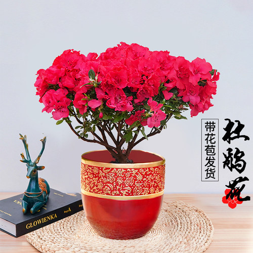 杜鹃花带花c苞年宵室内盆栽花卉绿植四季开花植物客厅阳台好养盆