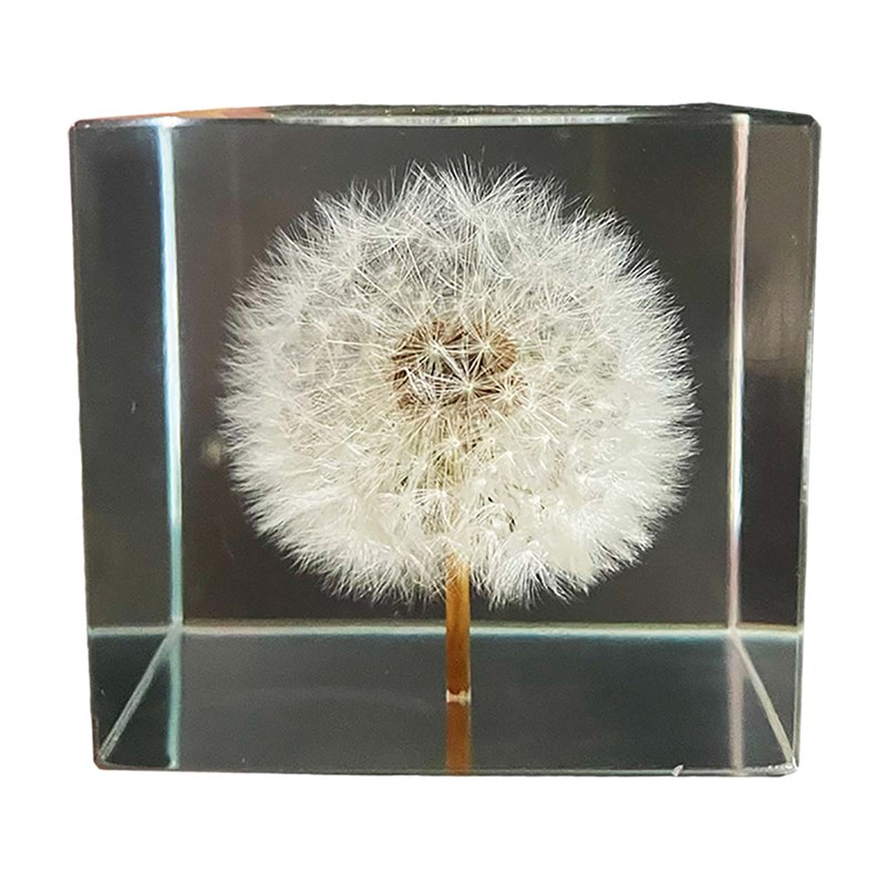 蒲公英规本植物摆k件四叶草雏菊滴胶干燥花方块体树脂摆饰礼物朋