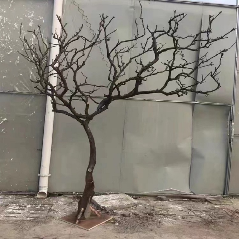 干树枝造景干枝i树干许愿树枯树室内庭院造型树枝干原木树枝装饰