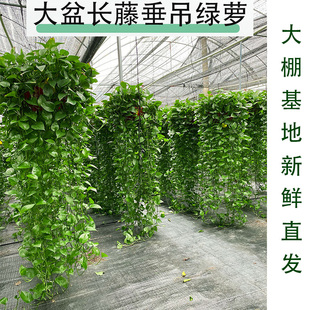 黄金葛盆栽室内花新房除甲醛超大长藤E黄金葛客厅净化空气垂吊长
