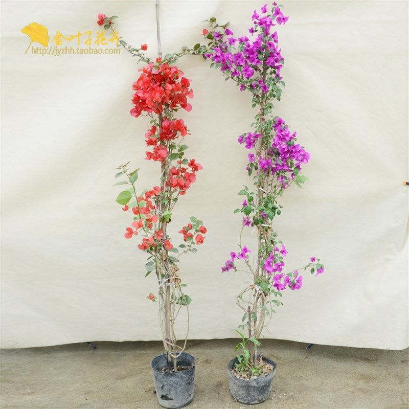 藤本三角梅e藤本植物盆栽阳台庭院花园绿化观花花卉春夏秋时令花,鲜花速递/花卉仿真/绿植园艺,时令草本花卉,淘宝优惠券,粉丝福利购,淘宝优惠卷