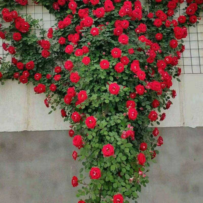 藤本月季花苗特大花浓香庭院植物室内花卉盆栽玫瑰爬X藤蔷薇四季,鲜花速递/花卉仿真/绿植园艺,月季/蔷薇/玫瑰,淘宝优惠券,粉丝福利购,淘宝优惠卷