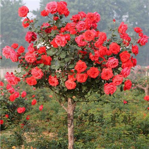 居家 树状d月季花苗大花浓香阳台花园盆栽花 卉 净化空气