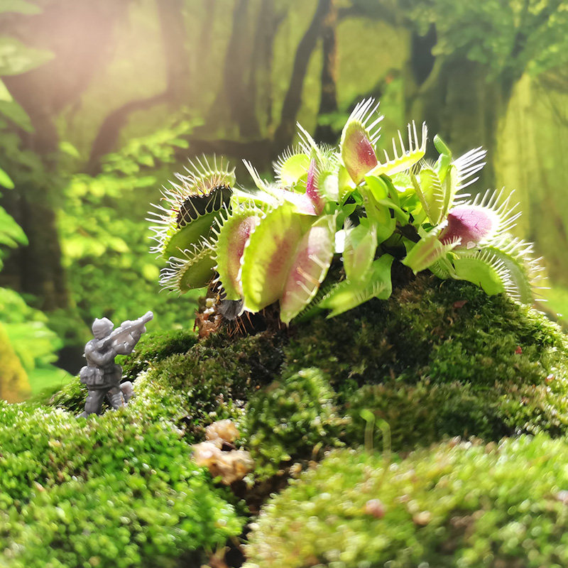 桌面秘密a花园客厅办公室内治愈系微景观情绪植物免浇水简单易养,鲜花速递/花卉仿真/绿植园艺,绿植,淘宝优惠券,粉丝福利购,淘宝优惠卷