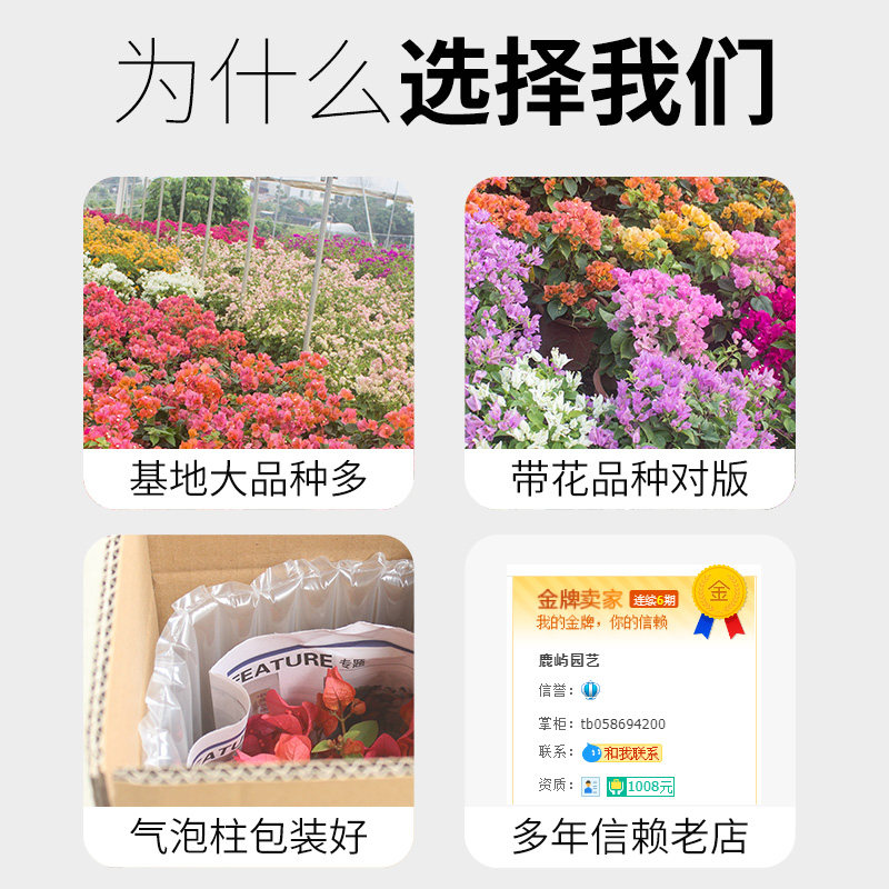 三角梅巴西重瓣室外爬藤绿樱多色带花卉盆栽盆P景大苗四季老桩发,鲜花速递/花卉仿真/绿植园艺,时令草本花卉,淘宝优惠券,粉丝福利购,淘宝优惠卷