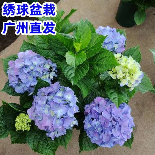 绣球盆栽带花h苞无尽夏绣球花苗庭院花园花卉阳台不断花卉大花绣