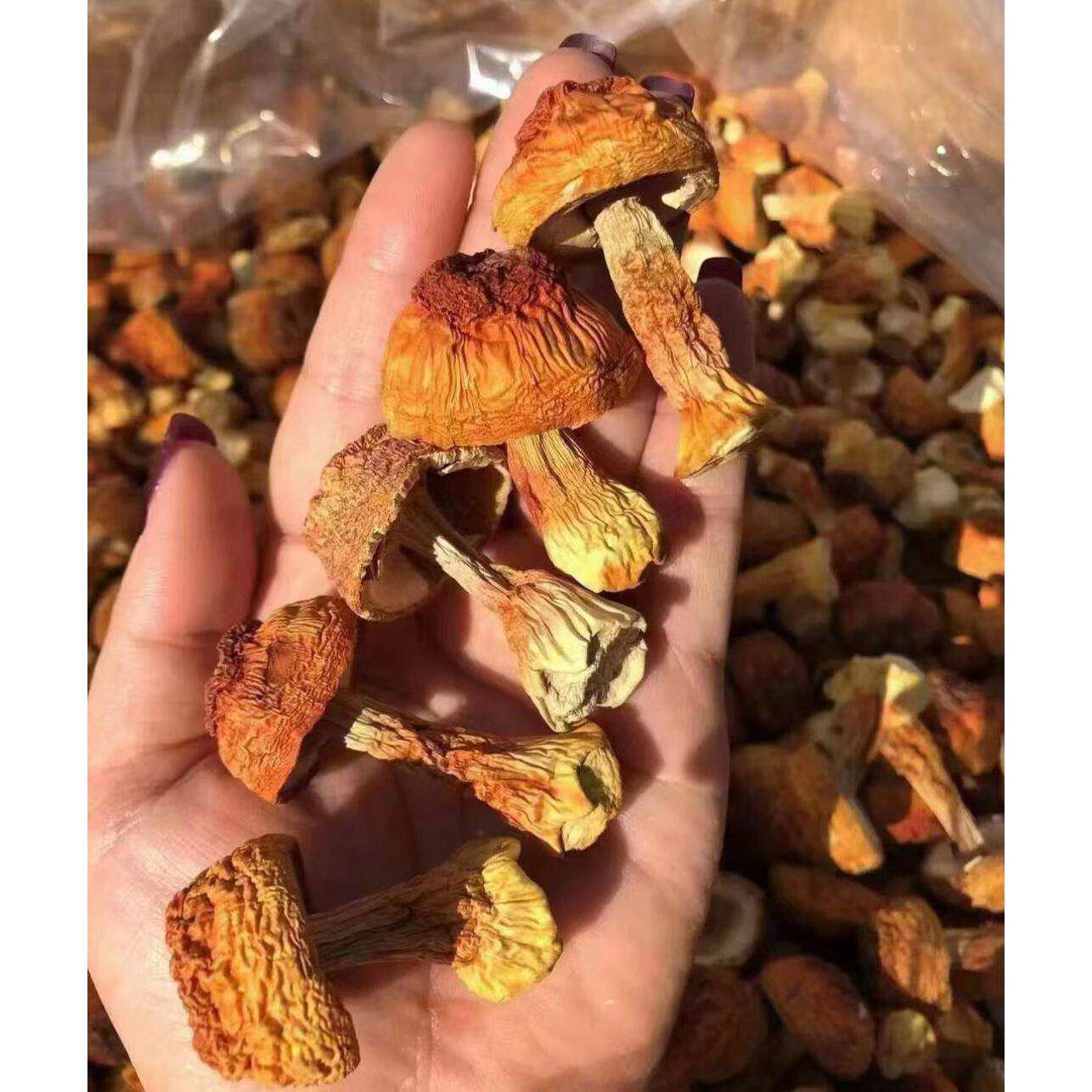 霸天家姬松茸干货特级松茸菌巴西菇蘑菇野生菌菇500g煲汤食材