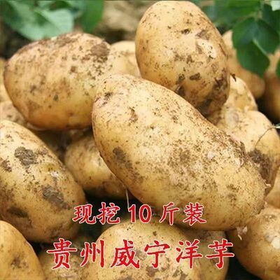 威宁贵州农家自种中大号高山洋芋