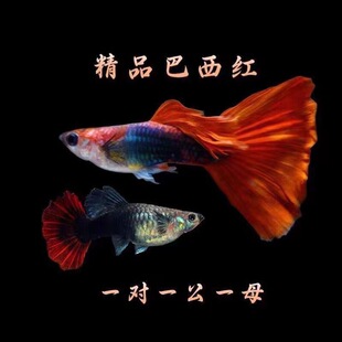 巴西红扇孔雀鱼热带鱼小型鱼活体鱼淡水鱼好养耐活鱼苗折扇精品鱼