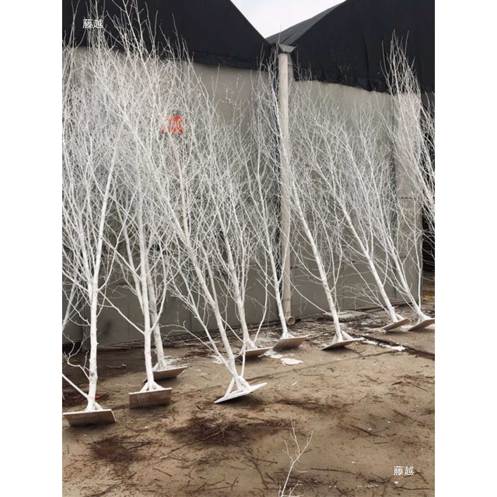 白桦树枝白桦树枯枝白树酒店橱窗装饰造型树婚庆树干枝条