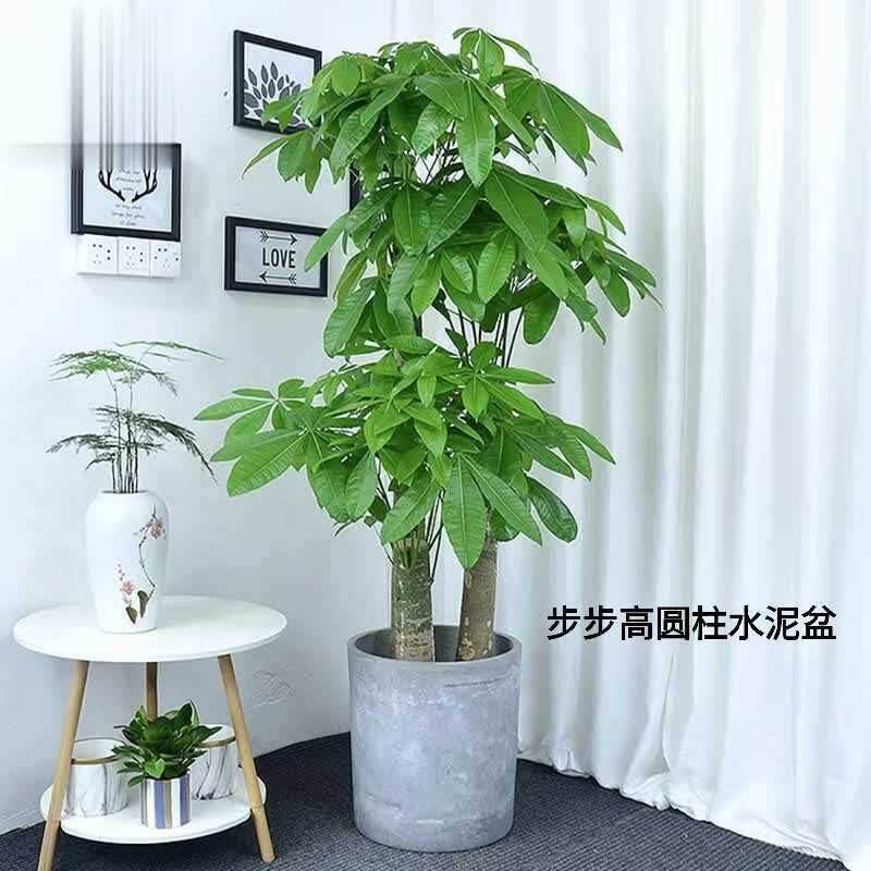 三杆大发财树步步高升大型绿植室内旺财客厅大盆栽好养易活五杆树