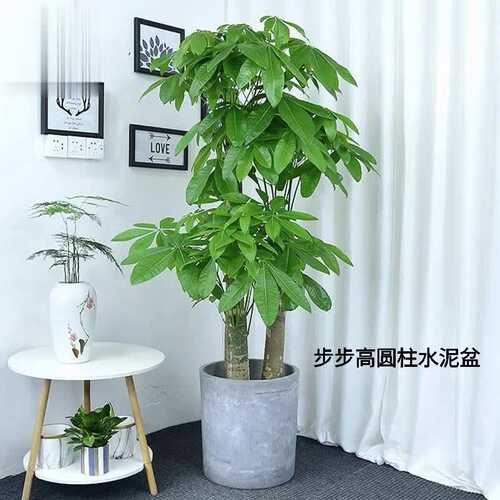 三杆大发财树步步高升大型绿植室内旺财客厅大盆栽好养易活五杆树