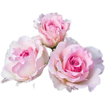 罗衣无刺藤本月季大花浓香四季开花阳台庭院盆V栽玫瑰爬藤植物