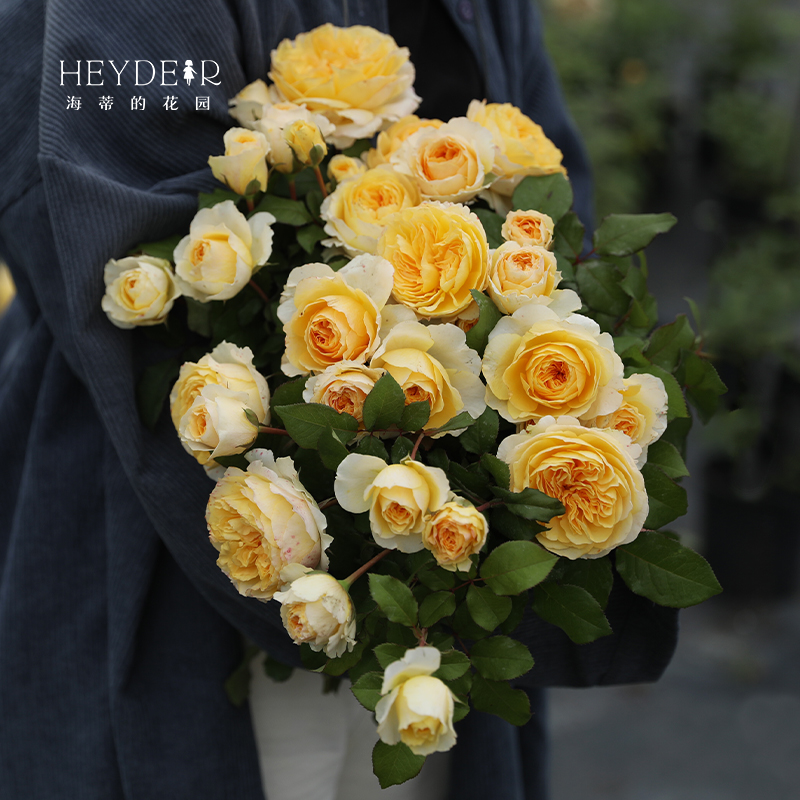 海蒂的花园e 碧翠丝 灌木月季切花欧月四季开花庭院盆栽花卉植物