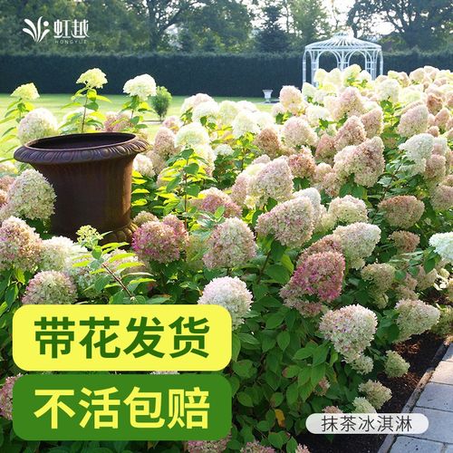 虹越绣球花大花苗k盆栽庭院植物圆锥绣球耐寒耐热地栽好养绣球