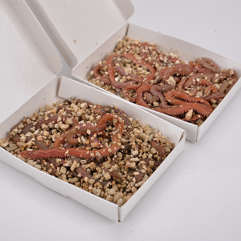 洋泽饵业活青虫红青虫沙蚕船钓海钓活饵蚓蜈M蚣鲈鱼海钓饵汕头发