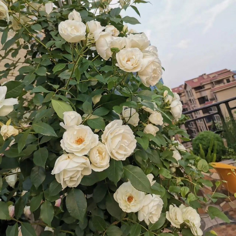 藤本多头白月f季花大苗藤冰山阳台庭院四季开浓香爬藤蔷薇玫瑰月