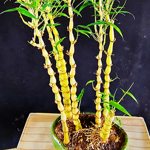 葫芦竹金丝佛肚竹罗汉竹苗矮y化竹子苗佛竹密节竹大肚子竹四季 常