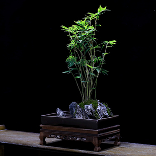 米竹盆栽室内客h厅办公室桌面懒人自动吸水植物微景观水培绿植好