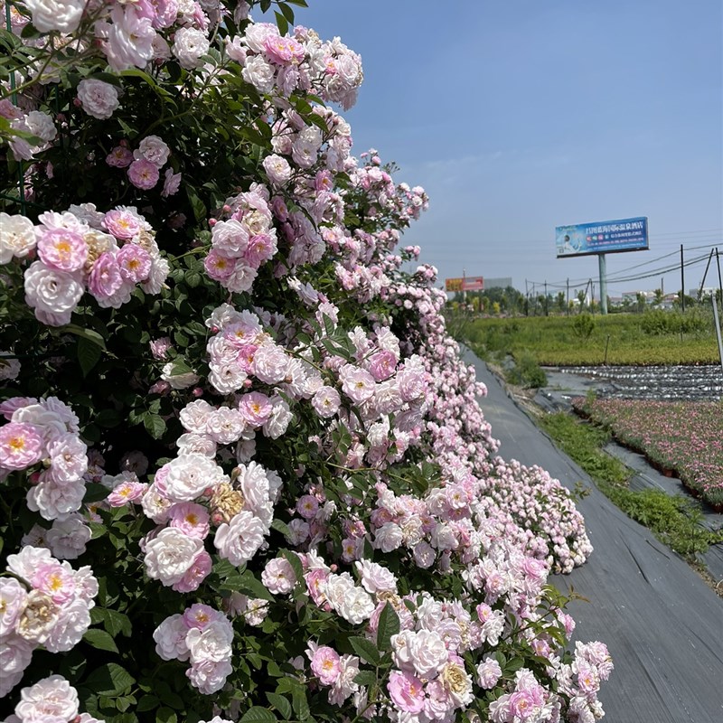 东北耐寒蔷薇花当年开花爬藤 C月季庭院种植月季花苗带盆发货