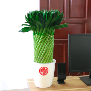 绩光编织富贵竹水培植物花卉水养转运竹R客厅室内带根盆栽