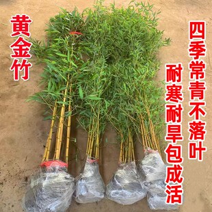 金镶玉黄金竹罗汉竹竹子苗庭院四季 常青观赏竹造R景盆栽景观金竹