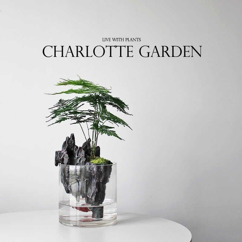 文竹盆栽室内桌面绿植花卉好养活四季常青净化空气小盆Z景创意礼,鲜花速递/花卉仿真/绿植园艺,绿植,淘宝优惠券,粉丝福利购,淘宝优惠卷