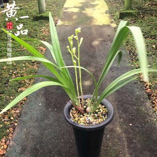 建兰黄一品潘安梅夏秋带花苞四季兰花苗原生老Q种浓香室内喜阴花