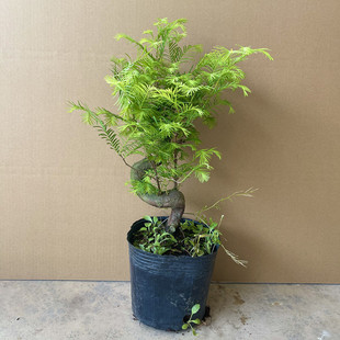 水杉盆景植物室内绿色喜阴绿植四季常青客厅净化空气好Y养微型盆