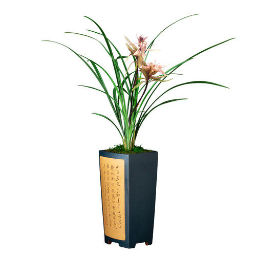 兰花春剑春暖花开浓n香花卉盆景栽土绿植兰带草植物花苞名贵苗四