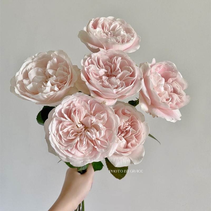 1加仑虞城园i艺 灌木月季雪纺绸月季大花多头四季开花耐热,鲜花速递/花卉仿真/绿植园艺,时令草本花卉,淘宝优惠券,粉丝福利购,淘宝优惠卷