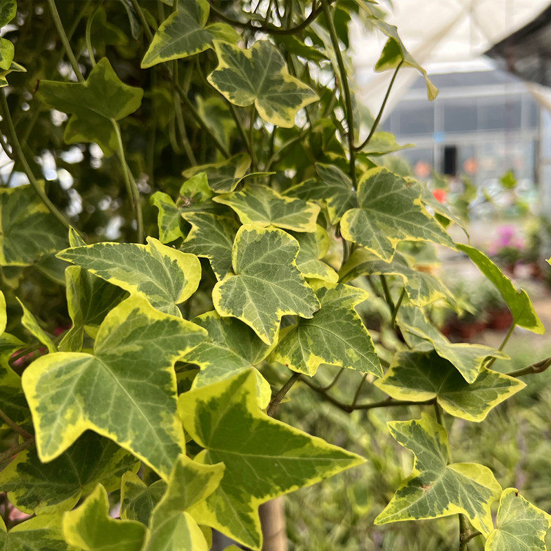 花叶常春藤盆栽雪莹花苗四季常绿吊篮阳I台花园净化空气花卉绿植
