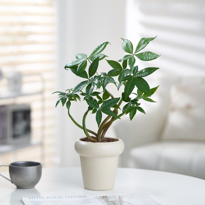 发财树办公室内书桌面绿植盆栽四季D常青客厅净化空气好养乔迁开,鲜花速递/花卉仿真/绿植园艺,绿植,淘宝优惠券,粉丝福利购,淘宝优惠卷