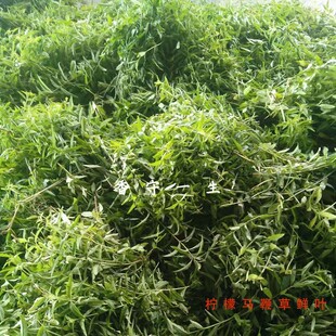 鲜叶柠檬马d鞭草新货可食用泡茶烹饪纯露精油专用绿色种植基地直