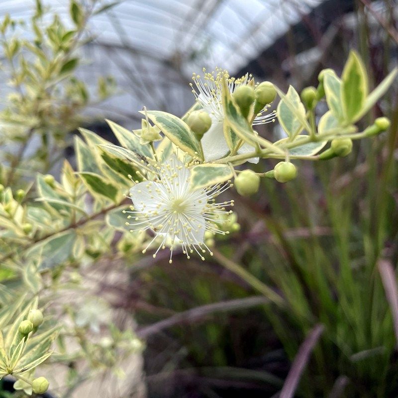 花叶香桃木盆栽爱神木四季常绿耐热耐寒木本庭P院阳台观叶观花植,鲜花速递/花卉仿真/绿植园艺,绣球/木绣球/木本植物,淘宝优惠券,粉丝福利购,淘宝优惠卷
