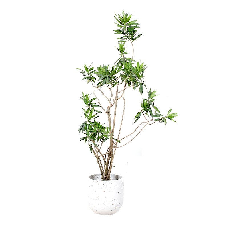 老桩金心百合竹盆栽 室内耐阴大型D植物办公室造型观叶绿植 常州,鲜花速递/花卉仿真/绿植园艺,大型绿植/成品组合盆栽,淘宝优惠券,粉丝福利购,淘宝优惠卷