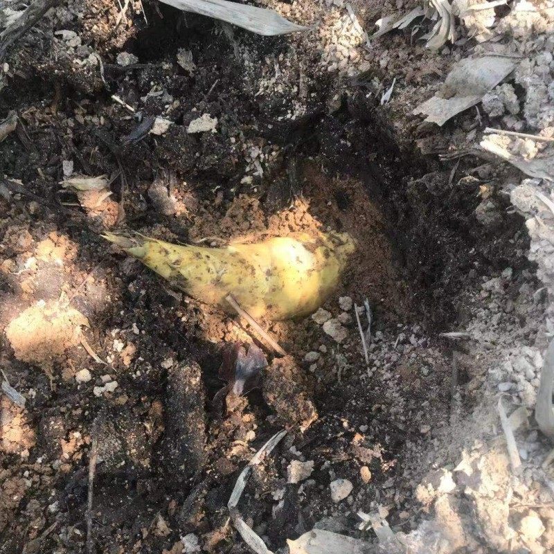 漳州绿植马蹄笋竹苗甜笋苗绿竹子苗高产量绿笋苗种W植现挖3颗装