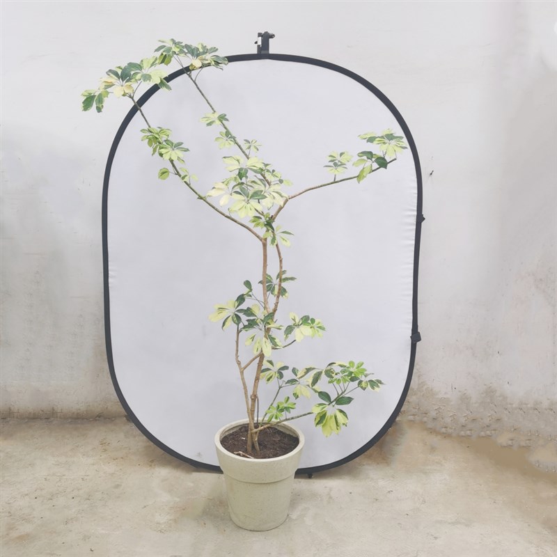 花叶鸭脚木盆栽h鸭掌木植物木八方来财花卉树发财树室内绿植好养