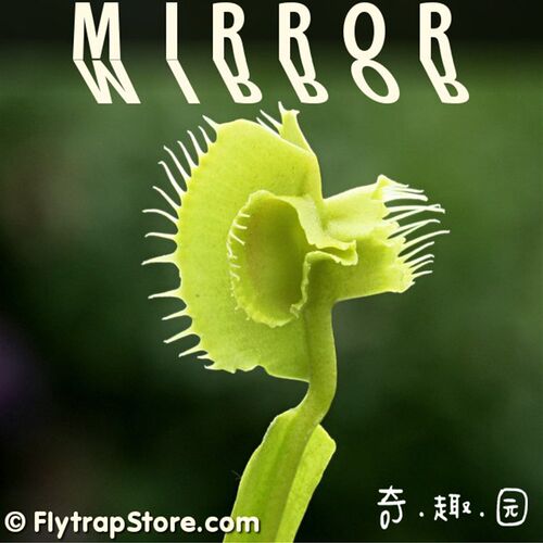 食虫植物-镜像捕蝇草【小苗G 包邮  变异捕蝇草】