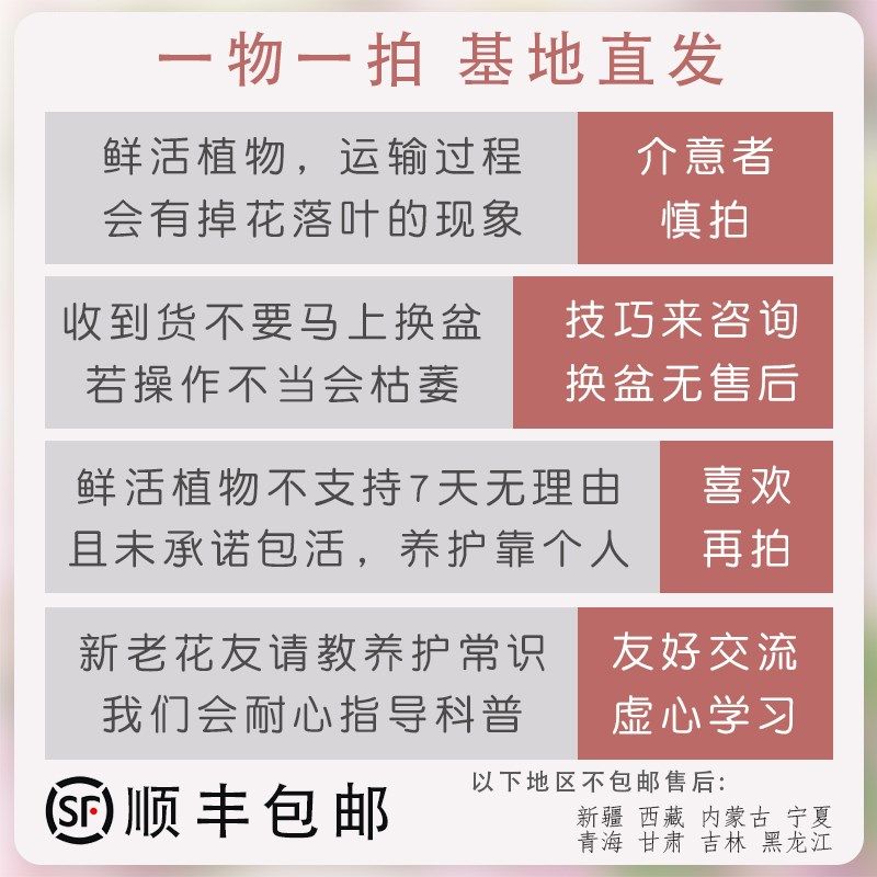 高飘【苏瓦娜】359一物一拍漳州F三角梅带盆土四季勤花阳台好养,鲜花速递/花卉仿真/绿植园艺,绣球/木绣球/木本植物,淘宝优惠券,粉丝福利购,淘宝优惠卷