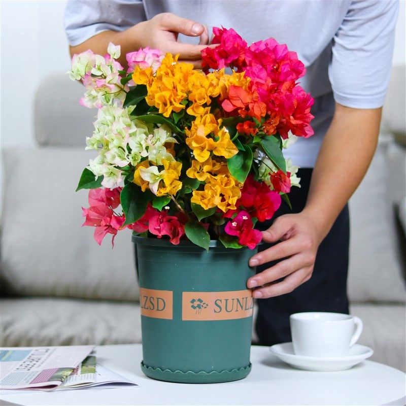 三角梅盆栽带花老桩爬藤耐寒绿樱C四季开花大重瓣多色红樱庭院植,鲜花速递/花卉仿真/绿植园艺,绣球/木绣球/木本植物,淘宝优惠券,粉丝福利购,淘宝优惠卷