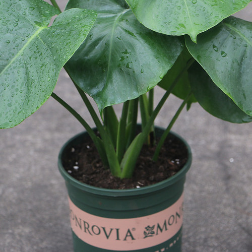 大叶龟背竹水培水养观叶植物室内防辐射办P公室去甲醛盆栽绿植