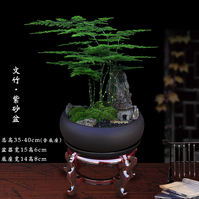 文竹盆栽室内客厅好养绿r植微景观造景办公室桌面摆件山石苔藓盆